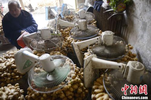 資料圖：山西太原蔬菜批發(fā)市場(chǎng)，姜販用多臺(tái)電風(fēng)扇風(fēng)干新鮮潮濕的生姜。<a target='_blank' ><p  align=