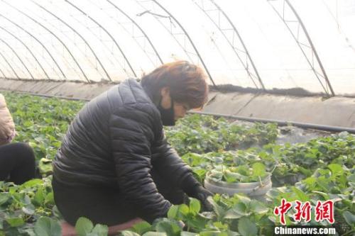 正值隆冬時節(jié)，山西省長治市長子縣天寒地凍，最低氣溫已有零下十幾度，當(dāng)?shù)氐氖卟舜笈飪?nèi)卻&ldquo;春意盎然&rdquo;、生機勃勃。　王維寧 攝