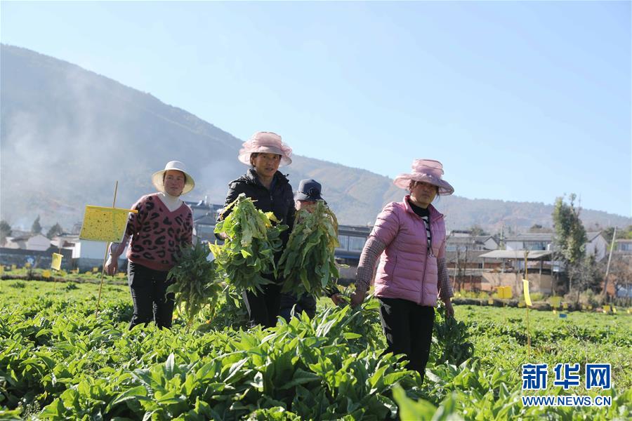 （新春走基層&middot;圖文互動(dòng)）（1）&ldquo;蒜農(nóng)&rdquo;不種蒜 買蒜過(guò)除夕&mdash;&mdash;洱海農(nóng)業(yè)綠色轉(zhuǎn)型見(jiàn)聞