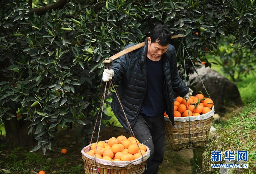 （新春走基層&middot;圖文互動）（3）一個橙子的八年&ldquo;蛻變史&rdquo;