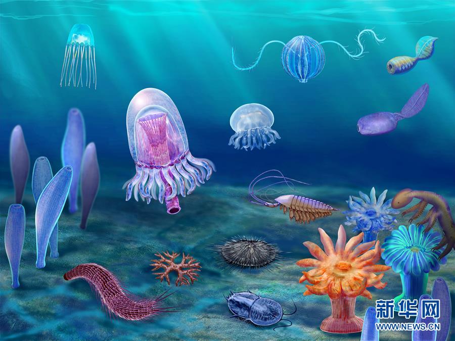 （新華全媒頭條&middot;圖文互動）（15）探尋5億年前&ldquo;生命大爆炸&rdquo;之奧秘&mdash;&mdash;中國科學家發(fā)現(xiàn)寒武紀&ldquo;化石寶庫&rdquo;清江生物群紀實