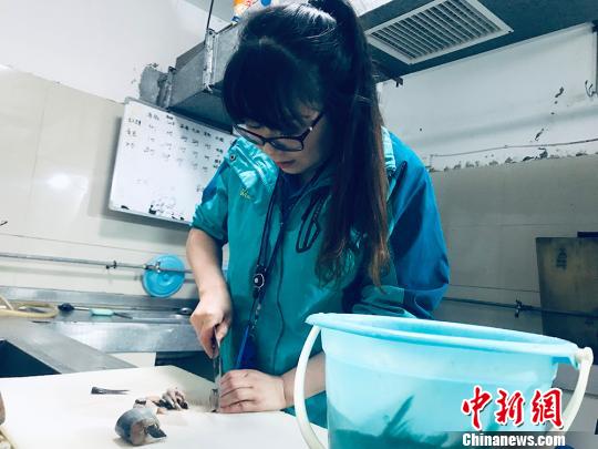 于雅麗在餌料操作間，準(zhǔn)備著動(dòng)物們的食物?！“瑧c龍 攝