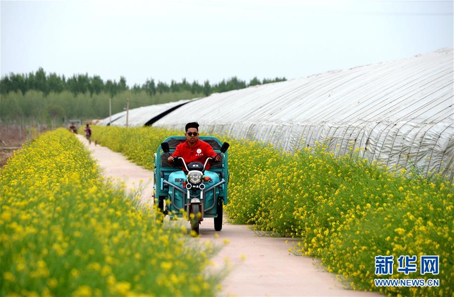 （新華全媒頭條&middot;愛國情 奮斗者&middot;圖文互動）（6）把論文寫在祖國的大地上&mdash;&mdash;中國農(nóng)業(yè)大學(xué)46年扎根河北曲周服務(wù)鄉(xiāng)村振興紀(jì)實(shí)