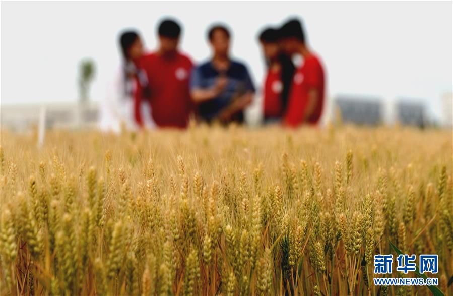 （新華全媒頭條&middot;愛國情 奮斗者&middot;圖文互動）（7）把論文寫在祖國的大地上&mdash;&mdash;中國農(nóng)業(yè)大學(xué)46年扎根河北曲周服務(wù)鄉(xiāng)村振興紀(jì)實(shí)