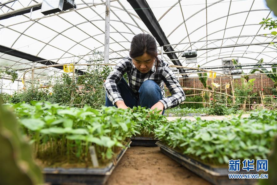 （權(quán)威訪談&middot;聚焦中國經(jīng)濟(jì)亮點(diǎn)&middot;圖文互動(dòng)）（5）防治土地荒漠化 推動(dòng)綠色發(fā)展&mdash;&mdash;專訪國家林業(yè)和草原局副局長劉東生