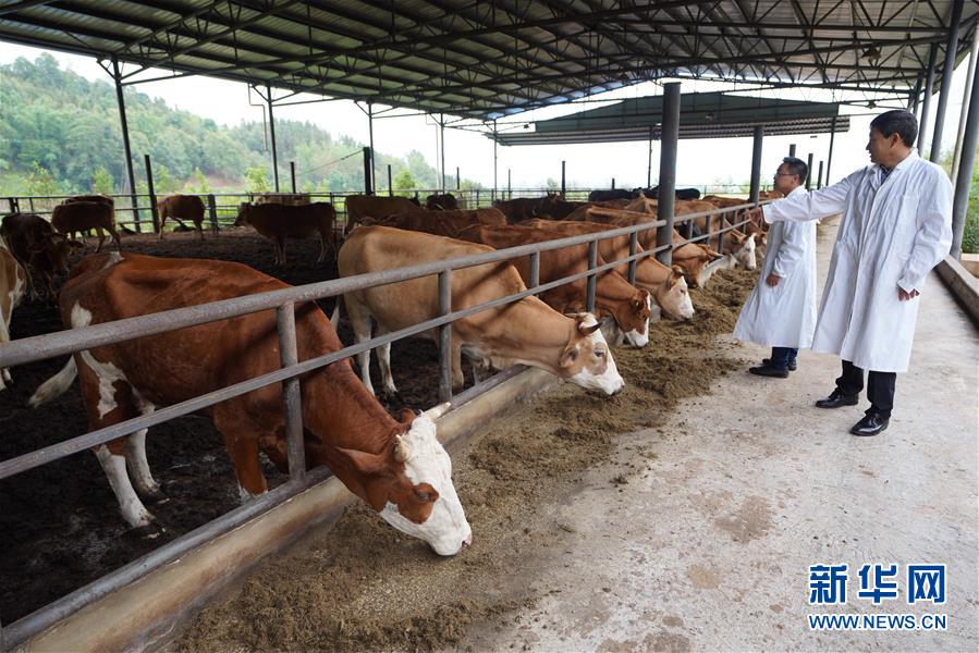 （直過民族脫貧攻堅(jiān)&middot;圖文互動(dòng)）（4）&ldquo;人類童年&middot;西盟佤部落&rdquo;成長記