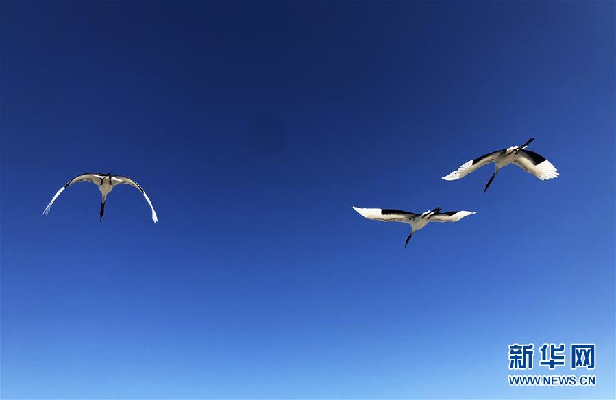 （在習(xí)近平新時(shí)代中國特色社會(huì)主義思想指引下&mdash;&mdash;新時(shí)代新作為新篇章&middot;圖文互動(dòng)）（3）從&ldquo;人鳥爭(zhēng)食&rdquo; 到&ldquo;人鶴和諧&rdquo;&mdash;&mdash;濕地生態(tài)保護(hù)的&ldquo;扎龍?zhí)剿?rdquo;