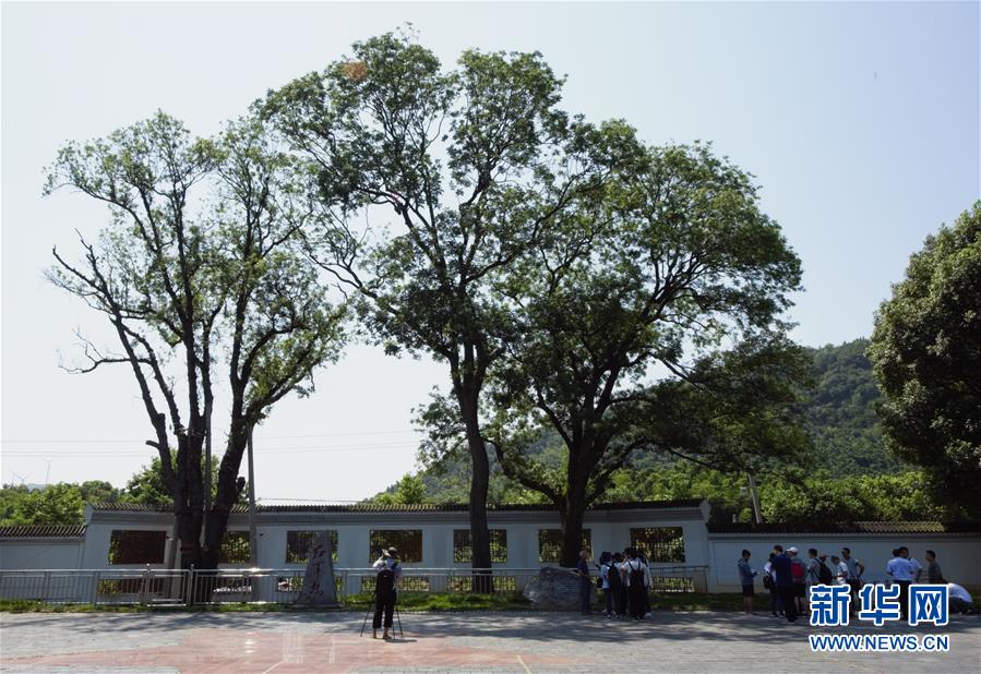 （壯麗70年&middot;奮斗新時(shí)代&mdash;&mdash;記者再走長(zhǎng)征路&middot;圖文互動(dòng)）（6）&ldquo;紅軍樹(shù)&rdquo;下憶初心、守初心