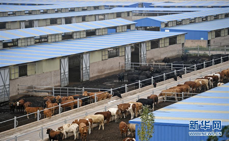 （壯麗70年&middot;奮斗新時(shí)代&mdash;&mdash;共和國發(fā)展成就巡禮&middot;圖文互動(dòng)）（11）生態(tài)美、百姓富&mdash;&mdash;品讀嶄新&ldquo;寧夏畫卷&rdquo;