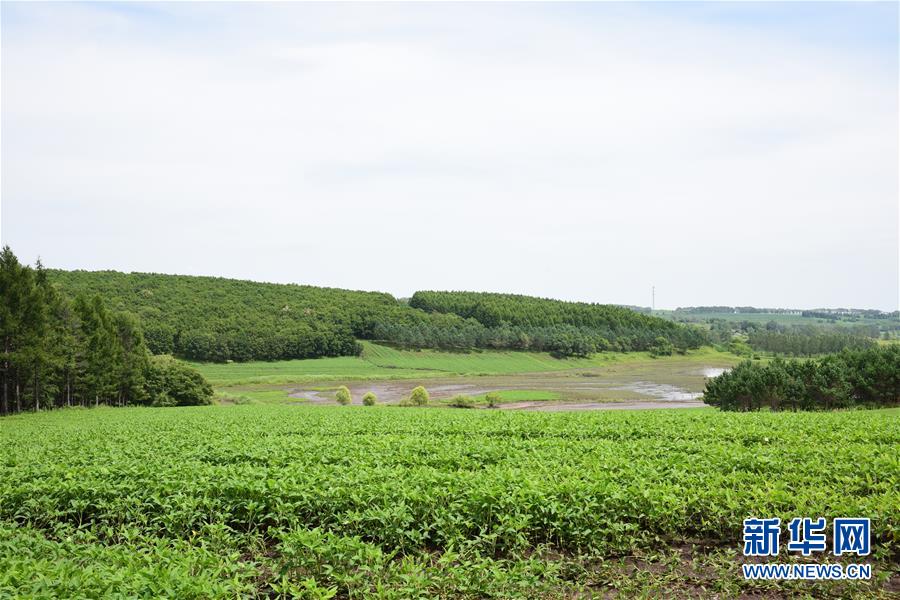 （在習(xí)近平新時代中國特色社會主義思想指引下&mdash;&mdash;新時代新作為新篇章&middot;圖文互動）（2）向林木要錢，讓綠樹生金&mdash;&mdash;黑龍江省拜泉縣發(fā)展綠色經(jīng)濟助脫貧