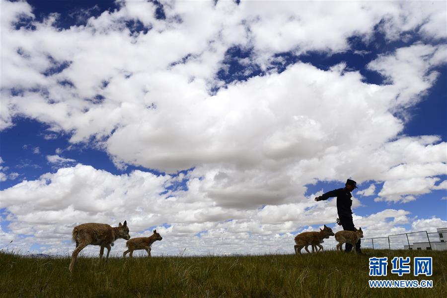 （今日關(guān)注&middot;第一屆國(guó)家公園論壇&middot;圖文互動(dòng)）（5）首個(gè)國(guó)家公園什么樣？專家?guī)阆?ldquo;睹&rdquo;為快