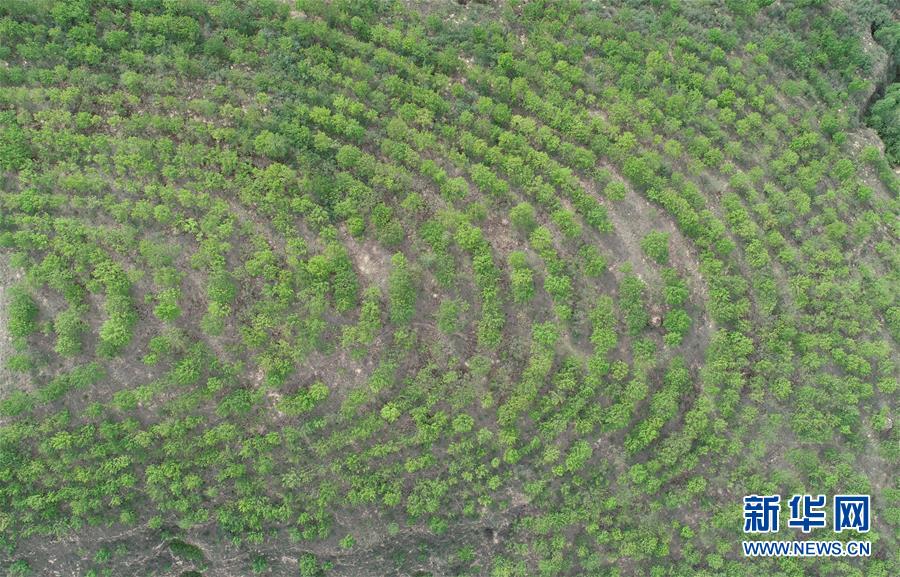 （圖文互動）（4）荒土換青山 林海淘真金&mdash;&mdash;延安退耕還林20載造就綠色奇跡