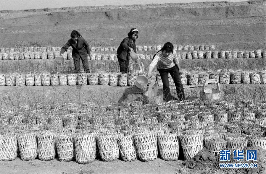 （紅土地&ldquo;往事新說(shuō)&rdquo;&middot;圖文互動(dòng)）（2）昔日房前&ldquo;一棵苗&rdquo; 今朝引來(lái)橙滿枝