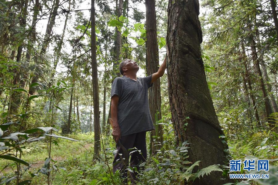 （愛國情 奮斗者&middot;圖文互動）（3）貴州印江高石坎護(hù)林隊：半輩子，以林場為家