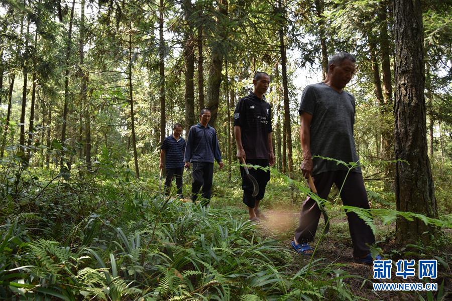 （愛國情 奮斗者&middot;圖文互動）（1）貴州印江高石坎護(hù)林隊：半輩子，以林場為家