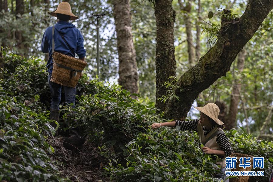 （新華全媒頭條&middot;決戰(zhàn)決勝脫貧攻堅(jiān)&middot;圖文互動(dòng)）（3）為了人與自然和諧共生&mdash;&mdash;云南&ldquo;三江并流&rdquo;地區(qū)決戰(zhàn)精準(zhǔn)脫貧的&ldquo;生態(tài)畫(huà)卷&rdquo;