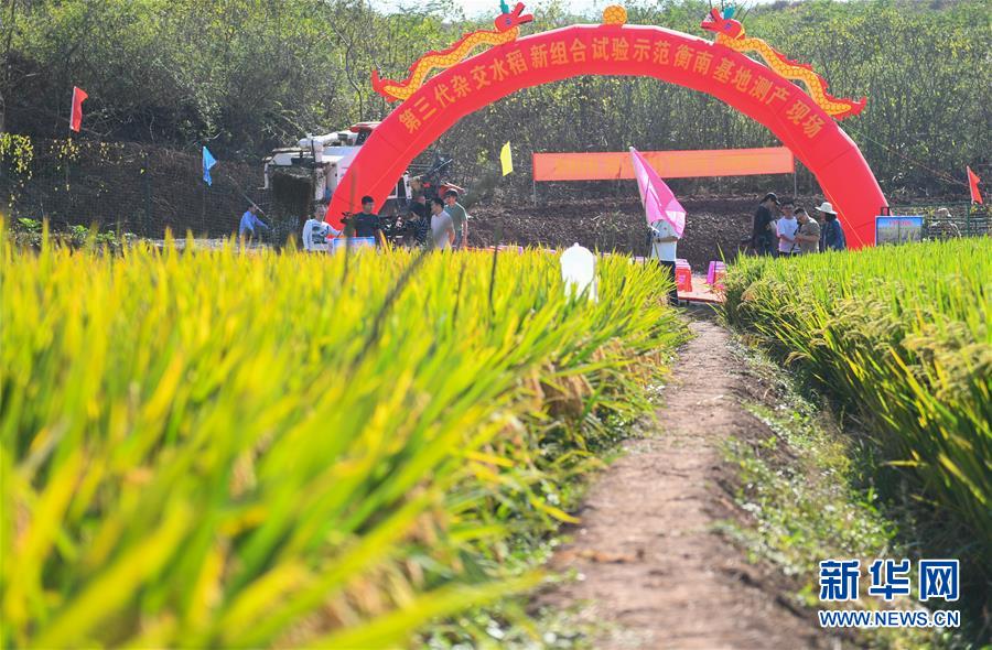 （圖文互動(dòng)）（1）1046.3公斤！袁隆平第三代雜交水稻首次公開(kāi)測(cè)產(chǎn)
