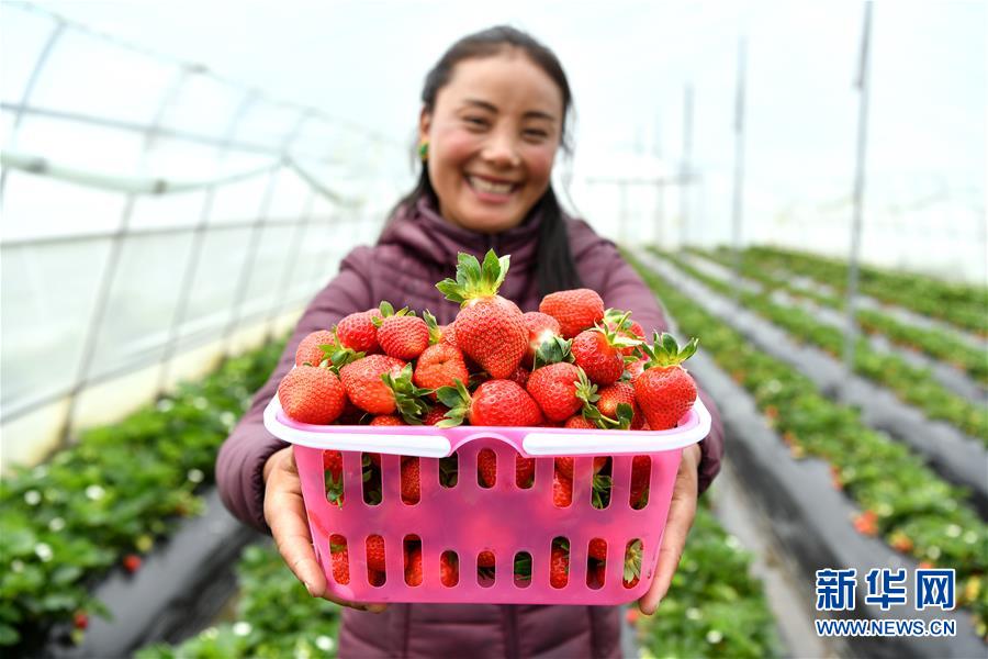 （新華全媒頭條&middot;決戰(zhàn)決勝脫貧攻堅&middot;圖文互動）（2）歷史的決戰(zhàn)　偉大的創(chuàng)舉&mdash;&mdash;&ldquo;世界屋脊&rdquo;上的反貧困奇跡 