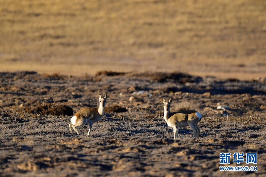 （行走中國&middot;圖文互動(dòng)）（9）青海三江源：在&ldquo;神山圣湖&rdquo;間尋覓&ldquo;高原精靈&rdquo;