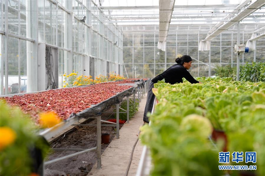 （新華全媒頭條&middot;圖文互動）（13）格桑花開滿天路&mdash;&mdash;寫在川藏公路通車65周年之際