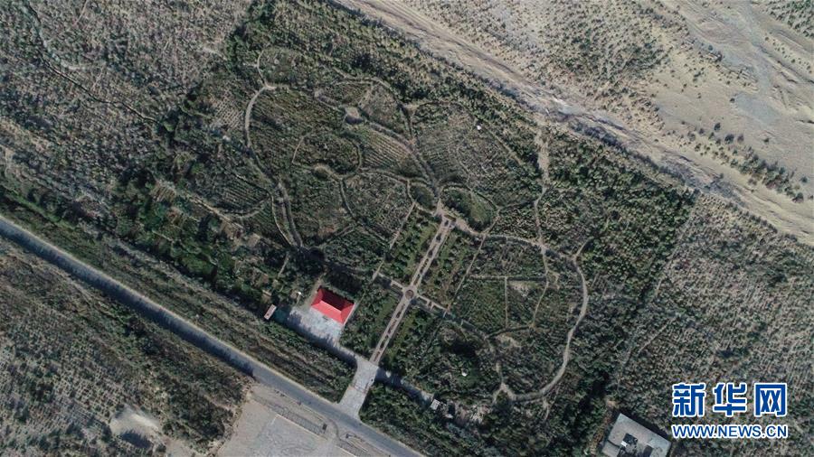 （新華全媒頭條&middot;圖文互動）（2）塔克拉瑪干的&ldquo;播綠使者&rdquo;&mdash;&mdash;中科院新疆生態(tài)與地理研究所高級工程師常青的故事