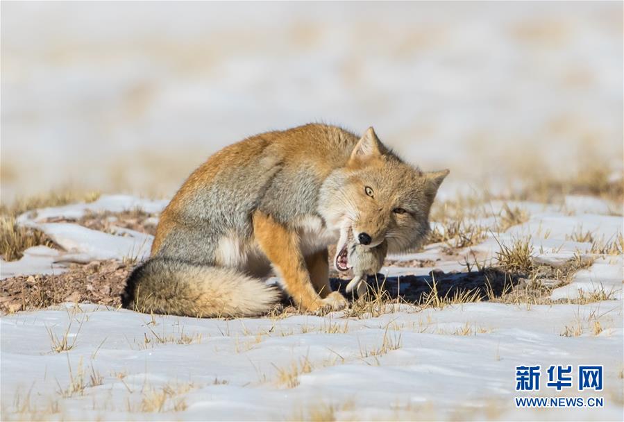 (圖文互動)(2)第二次青藏高原科考成果表明三江源生態(tài)持續(xù)向好