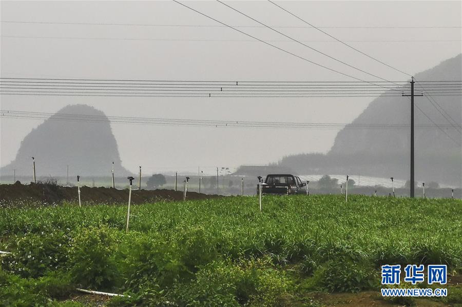 （聚焦疫情防控&middot;圖文互動）（3）&ldquo;得知要送武漢 凌晨出來摘菜&rdquo;&mdash;&mdash;中國&ldquo;南菜園&rdquo;廣西全力抗疫保供應(yīng)