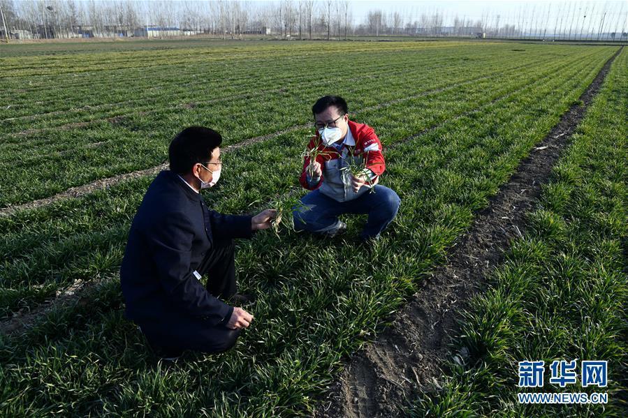 （圖文互動(dòng)）（1）別樣的春耕&mdash;&mdash;來(lái)自農(nóng)業(yè)大省山東的春耕備耕見(jiàn)聞