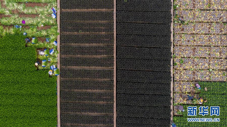 （抓好春耕備耕 穩(wěn)住農(nóng)業(yè)生產(chǎn)&middot;圖文互動(dòng)）（4）&ldquo;栽種的是菜苗，收獲的是希望&rdquo;&mdash;&mdash;云南蔬菜集散地通?？h春耕見聞 