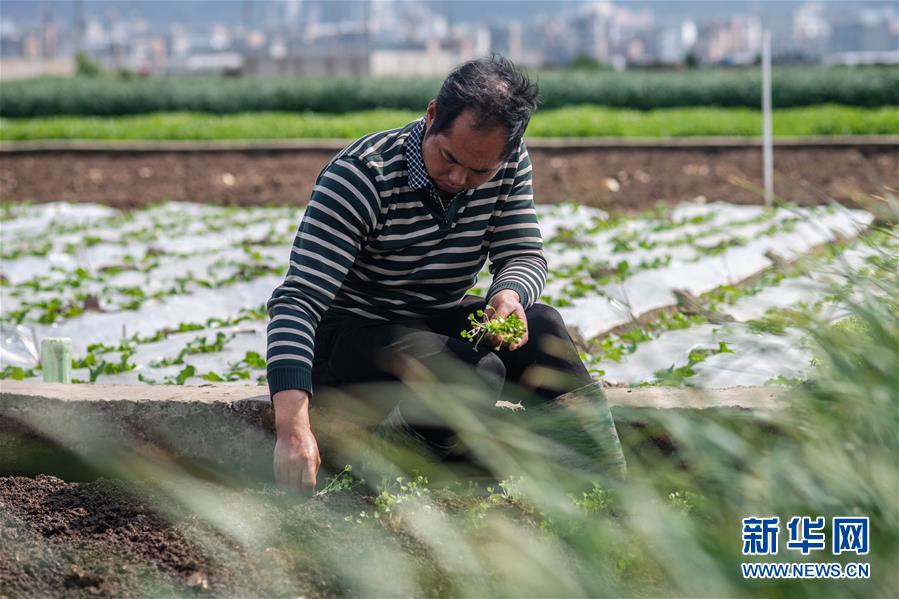 （抓好春耕備耕 穩(wěn)住農(nóng)業(yè)生產(chǎn)&middot;圖文互動(dòng)）（3）&ldquo;栽種的是菜苗，收獲的是希望&rdquo;&mdash;&mdash;云南蔬菜集散地通海縣春耕見聞 