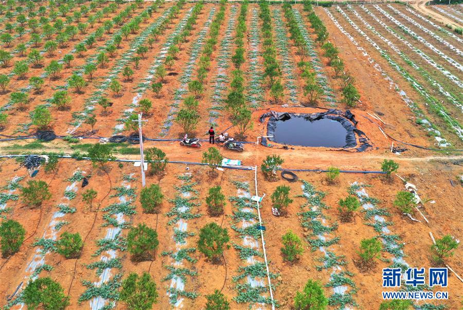 （抓好春耕備耕 穩(wěn)住農(nóng)業(yè)生產(chǎn)&middot;圖文互動）（2）農(nóng)時不等人 扶貧不能拖&mdash;&mdash;種瓜大村春耕生產(chǎn)見聞 