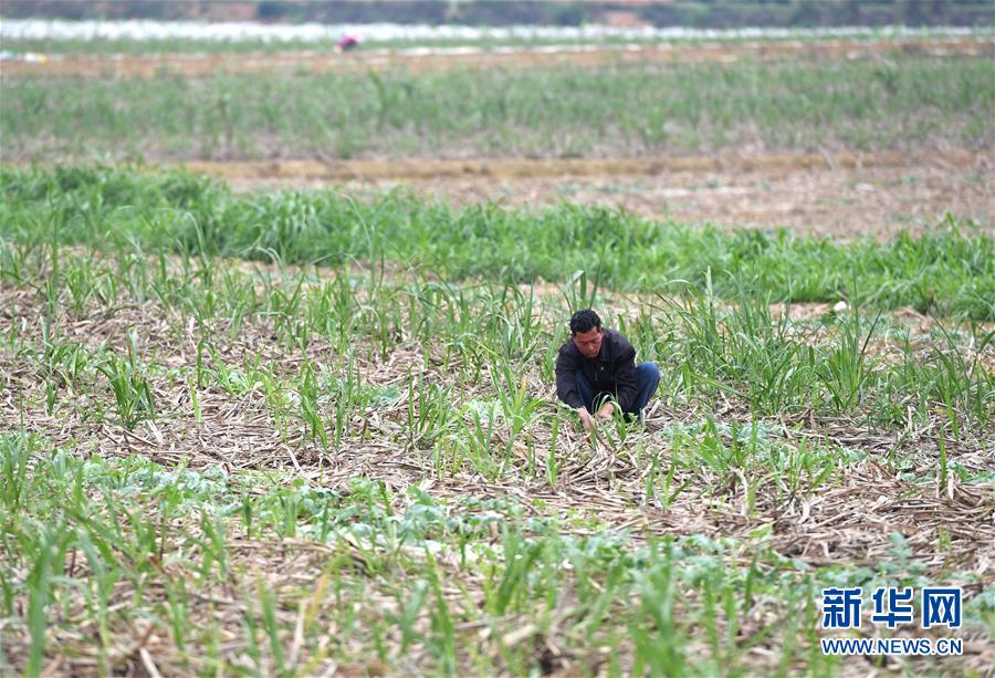 （抓好春耕備耕 穩(wěn)住農(nóng)業(yè)生產(chǎn)&middot;圖文互動）（4）農(nóng)時不等人 扶貧不能拖&mdash;&mdash;種瓜大村春耕生產(chǎn)見聞 