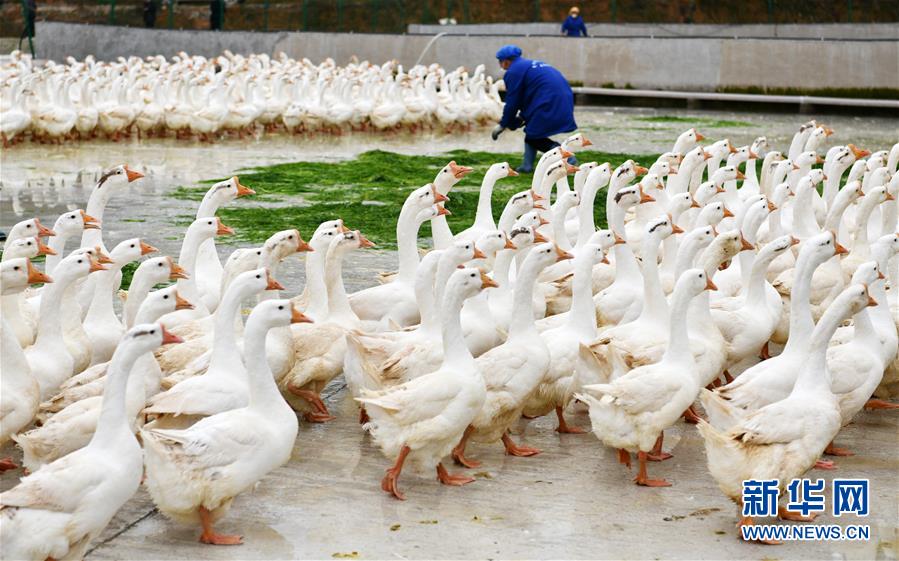 （決戰(zhàn)決勝脫貧攻堅(jiān)&middot;圖文互動(dòng)）（3）天然&ldquo;寶貝&rdquo;促增收&mdash;&mdash;貴州錦屏縣培育扶貧產(chǎn)業(yè)見(jiàn)聞