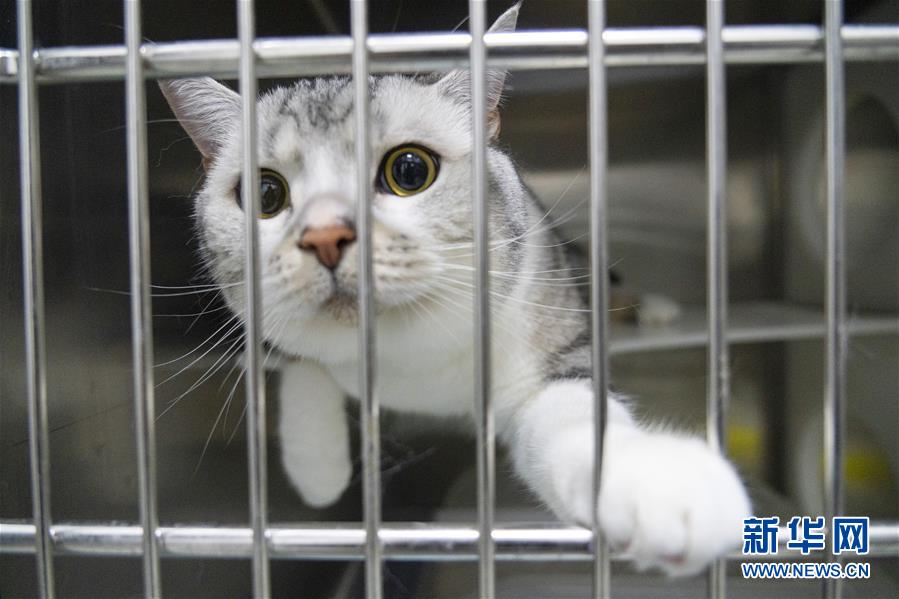 （聚焦疫情防控）（15）武漢：動物醫(yī)院里的臨時&ldquo;奶爸&rdquo;