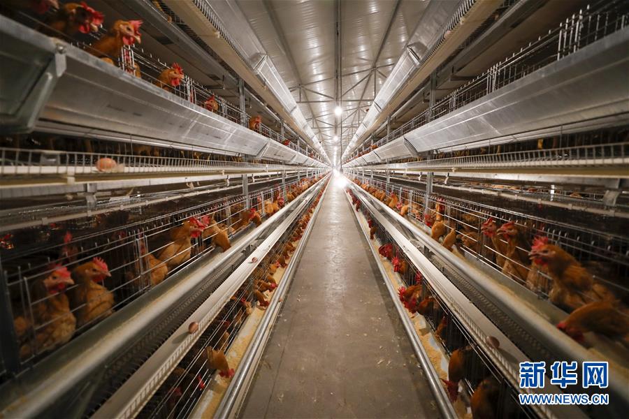 (圖文互動(dòng))(1)疏通產(chǎn)業(yè)鏈堵點(diǎn) 保障“菜籃子”供應(yīng)——重慶養(yǎng)殖大區(qū)力促養(yǎng)殖業(yè)補(bǔ)損復(fù)產(chǎn)