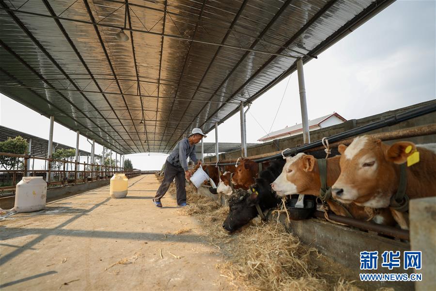 （圖文互動）（5）疏通產業(yè)鏈堵點 保障&ldquo;菜籃子&rdquo;供應&mdash;&mdash;重慶養(yǎng)殖大區(qū)力促養(yǎng)殖業(yè)補損復產