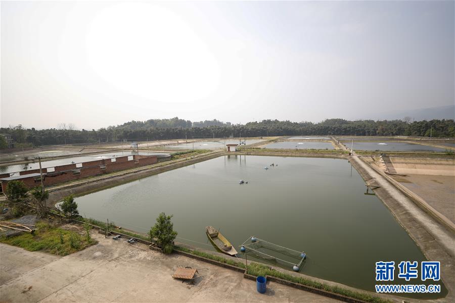 （圖文互動）（6）疏通產(chǎn)業(yè)鏈堵點(diǎn) 保障&ldquo;菜籃子&rdquo;供應(yīng)&mdash;&mdash;重慶養(yǎng)殖大區(qū)力促養(yǎng)殖業(yè)補(bǔ)損復(fù)產(chǎn)