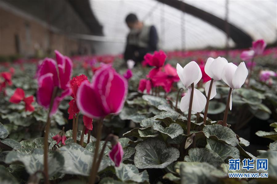 （在習(xí)近平新時代中國特色社會主義思想指引下&mdash;&mdash;新時代新作為新篇章&middot;習(xí)近平總書記關(guān)切事&middot;圖文互動）（2）希望的田野，希望的春天&mdash;&mdash;各地農(nóng)業(yè)生產(chǎn)新動態(tài)掃描