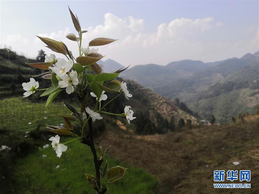 （決戰(zhàn)決勝脫貧攻堅(jiān)&middot;圖文互動(dòng)）（1）寄相思，償夙愿&mdash;&mdash;5封清明&ldquo;家書&rdquo;里的決戰(zhàn)決勝信念