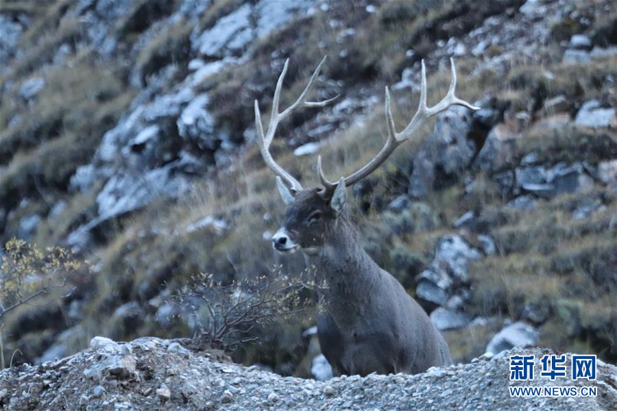 （玉樹(shù)地震10周年&middot;圖文互動(dòng)）（2）牧民才仁尼瑪?shù)?ldquo;科研&rdquo;人生