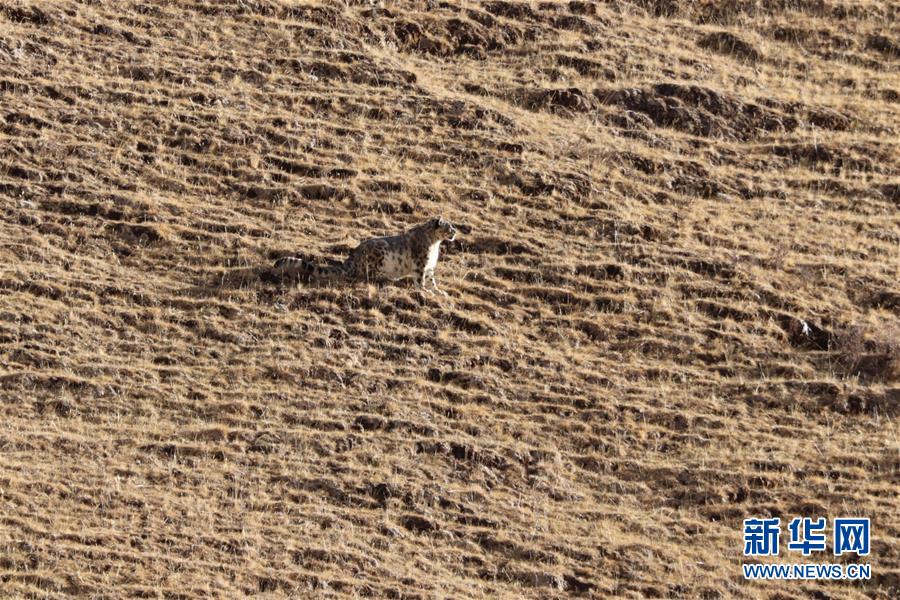 （玉樹(shù)地震10周年&middot;圖文互動(dòng)）（1）牧民才仁尼瑪?shù)?ldquo;科研&rdquo;人生