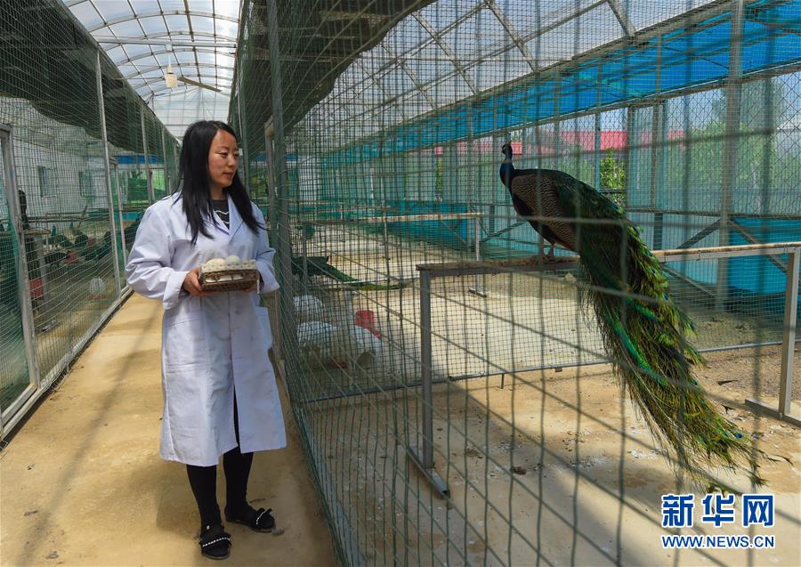 （新華全媒頭條&middot;圖文互動(dòng)）（14）內(nèi)蒙古貧困旗縣全部&ldquo;摘帽&rdquo;