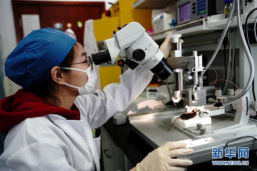 （圖文互動）（2）攻擊行為如何被大腦控制？科學(xué)家在小鼠大腦中發(fā)現(xiàn)&ldquo;調(diào)節(jié)開關(guān)&rdquo;