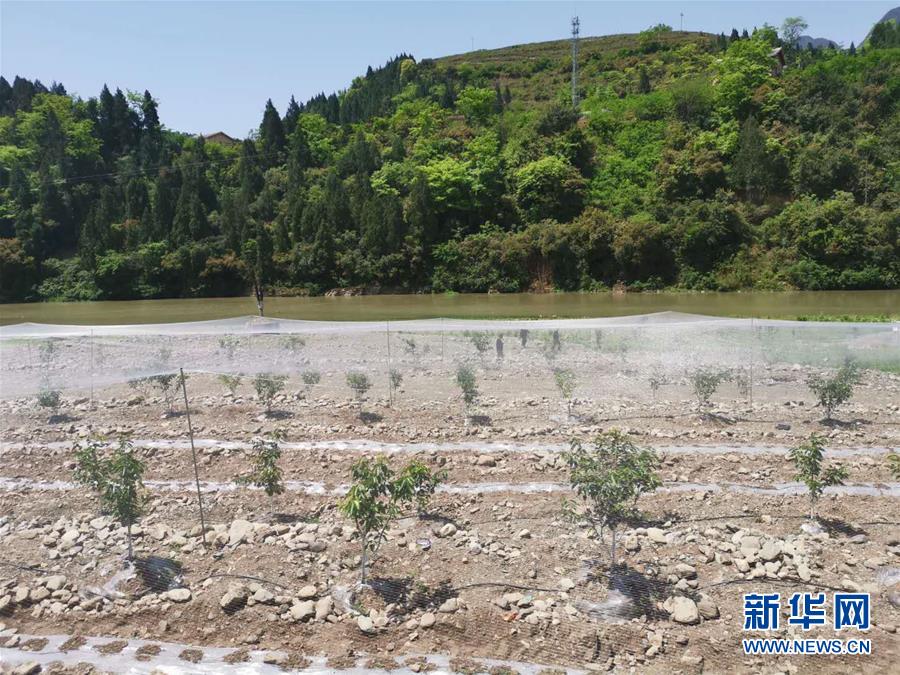 （決戰(zhàn)決勝脫貧攻堅&middot;圖文互動）（3）野奶角又見春天