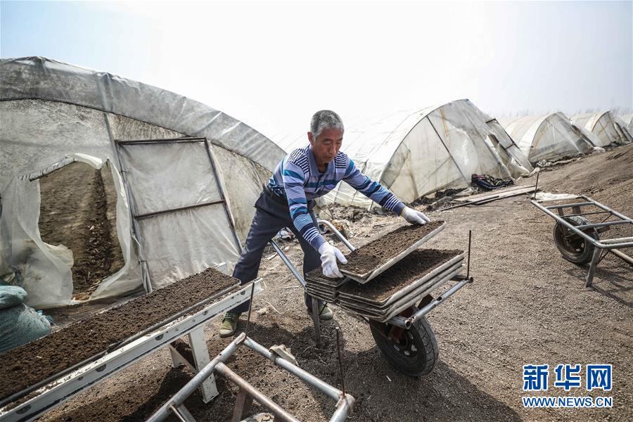 （在習(xí)近平新時(shí)代中國(guó)特色社會(huì)主義思想指引下&mdash;&mdash;新時(shí)代新作為新篇章&middot;習(xí)近平總書記關(guān)切事&middot;圖文互動(dòng)）（5）春耕忙 信心足&mdash;&mdash;谷雨時(shí)節(jié)走馬東北直擊糧事