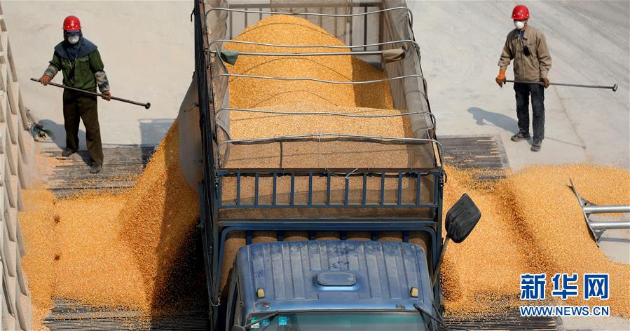 （在習(xí)近平新時(shí)代中國(guó)特色社會(huì)主義思想指引下&mdash;&mdash;新時(shí)代新作為新篇章&middot;習(xí)近平總書記關(guān)切事&middot;圖文互動(dòng)）（7）春耕忙 信心足&mdash;&mdash;谷雨時(shí)節(jié)走馬東北直擊糧事