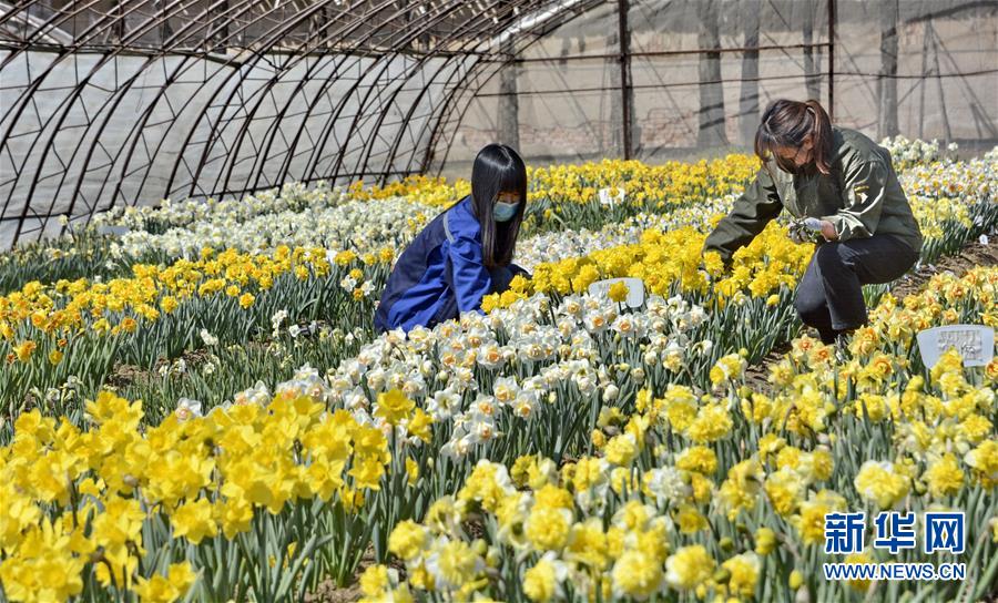 （圖文互動(dòng)）（6）這座小城，鐫刻下怎樣的&ldquo;世園印記&rdquo;&mdash;&mdash;北京世園會(huì)開園一周年探訪延慶