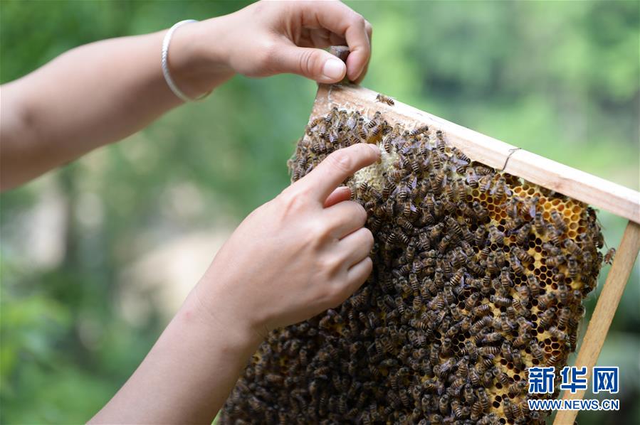 （決戰(zhàn)決勝脫貧攻堅(jiān)&middot;圖文互動(dòng)）（4）&ldquo;蜂妹子&rdquo;楊春竹：鄉(xiāng)村發(fā)展需要年輕人&rdquo;