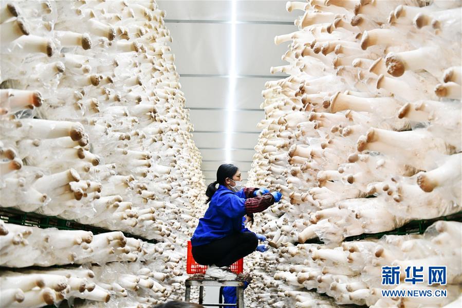 （決戰(zhàn)決勝脫貧攻堅(jiān)&middot;圖文互動）（1）補(bǔ)短板 促就業(yè) 穩(wěn)增收&mdash;&mdash;貴州向脫貧&ldquo;硬骨頭&rdquo;發(fā)起總攻