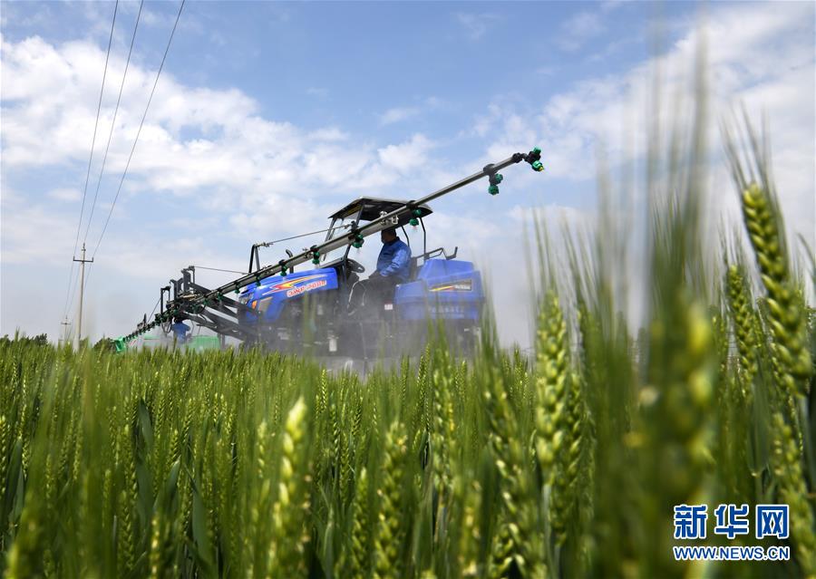 （在習近平新時代中國特色社會主義思想指引下&mdash;&mdash;新時代新作為新篇章&middot;習近平總書記關切事&middot;圖文互動）（7）新農事、新希望&mdash;&mdash;夏收前田間新動態(tài)掃描